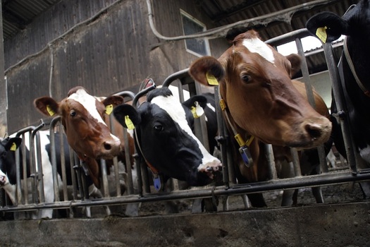 Cows being milked